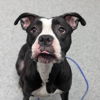 Beautiful -  Boxer Dog for Adoption in Grand Rapids, Michigan - Beautiful | PetCurious