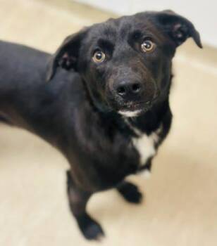 Mixed Breed Dogs Available for Adoption in West Chester, Pennsylvania - Luigi | PetCurious