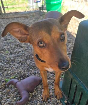 Terrier Dogs Available for Adoption in Minneapolis, Minnesota - Swirlie | PetCurious