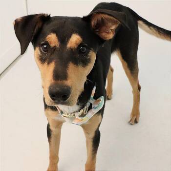 Benjamin -  Australian Kelpie Dog for Adoption in Murray, Utah - Benjamin | PetCurious