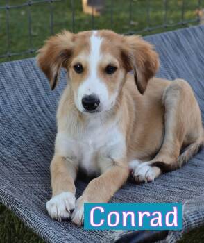 Conrad -  Aussiedoodle Dog for Adoption in Southlake, Texas - Conrad | PetCurious