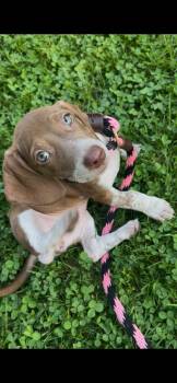 Amelia -  Dachshund Dog for Adoption in Mechanicsburg, Pennsylvania - Amelia | PetCurious
