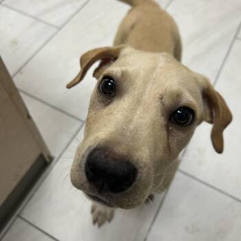 Cujo -  Mixed Breed Dog for Adoption in Lufkin, Texas - Cujo | PetCurious