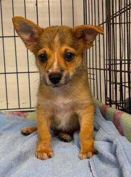 Jack -  Corgi Dog for Adoption in Blue Springs, Missouri - Jack | PetCurious