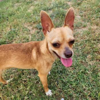 Rescue Chihuahua Dogs for Adoption in Saint George, Vermont - Minnie | PetCurious