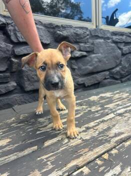 Sandy (Cream) -  Shepherd and Mixed Breed Dog for Adoption in Russellville, Kentucky - Sandy (Cream) | PetCurious