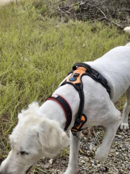 Golden Retriever and Standard Poodle Dogs Available for Adoption in Gun Barrel City, Texas - Sandy | PetCurious