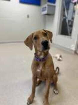Rescue Mixed Breed Dogs for Adoption in Manitowoc, Wisconsin - Lucy | PetCurious