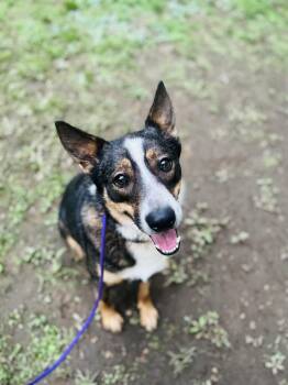 Rescue Cattle Dog and Shepherd Dogs for Adoption in Judsonia, Arkansas - Jasper | PetCurious