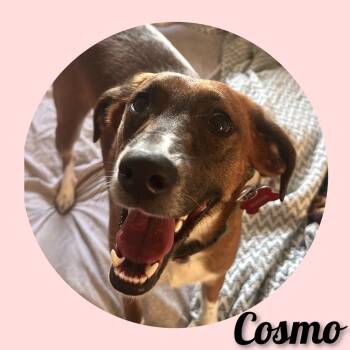 Cosmo -  Mixed Breed Dog for Adoption in Fredericksburg, Virginia - Cosmo | PetCurious