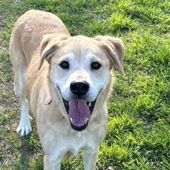Styx -  Yellow Labrador Retriever Dog for Adoption in Jacksonville, Arkansas - Styx | PetCurious