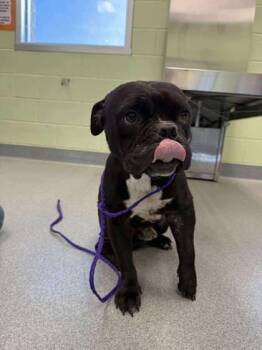 Rescue Fox Terrier and Mixed Breed Dogs for Adoption in Longview, Texas - Meatball | PetCurious