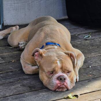 Beefcake -  English Bulldog Dog for Adoption in Minneapolis, Minnesota - Beefcake | PetCurious