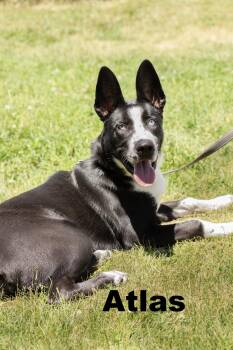 Atlas -  Mixed Breed Dog Available for Adoption in Macomb, Illinois - Atlas | PetCurious
