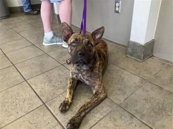 Dutch Shepherd Dogs Available for Adoption in San Antonio, Texas - TUCKER | PetCurious