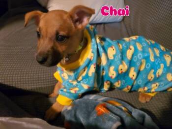 Chai -  Mixed Breed Dog for Adoption in Rock Hill, New York - Chai | PetCurious