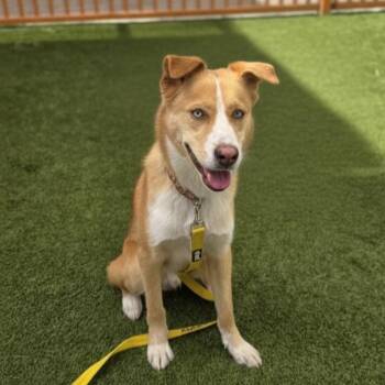 German Shepherd Dog and Mixed Breed Dogs Available for Adoption - WESTLEY | PetCurious