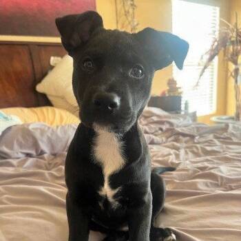 Pit Bull Terrier and Shepherd Dogs Available for Adoption in Oceanside, California - *** Sasha | PetCurious