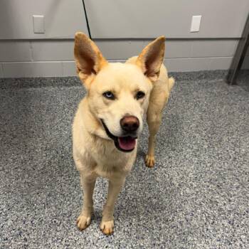 Clayton -  Mixed Breed Dog for Adoption in Greenville, South Carolina - Clayton | PetCurious