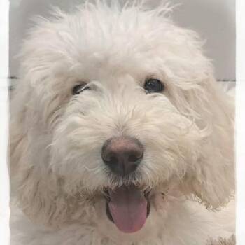 Labrador Retriever and Standard Poodle Dogs Available for Adoption - Sophie | PetCurious