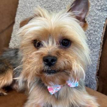 Yorkshire Terrier Dogs Available for Adoption - LINUS (603) | PetCurious