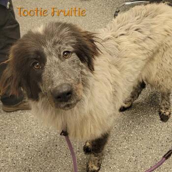 Great Pyrenees and Cattle Dog Dogs Available for Adoption in Parkersburg, West Virginia - Ember (Tootie Fruitie) | PetCurious