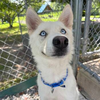 Icie -  Mixed Breed Dog for Adoption in Hendersonville, North Carolina - Icie | PetCurious