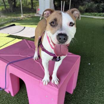 Pink -  Pit Bull Terrier Dog for Adoption in Eatontown, New Jersey - Pink | PetCurious