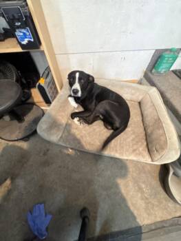 SPARKY -  Labrador Retriever and Mixed Breed Dog for Adoption in Loveland, Colorado - SPARKY | PetCurious