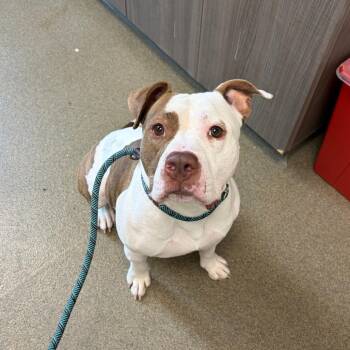 Bongo -  Pit Bull Terrier Dog for Adoption in Council Bluffs, Iowa - Bongo | PetCurious