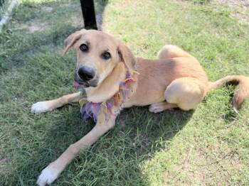 Wednesday Addams -  Labrador Retriever Dog for Adoption in Mckinney, Texas - Wednesday Addams | PetCurious
