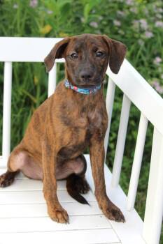 Rescue Mountain Cur and Mixed Breed Dogs for Adoption in Savage, Minnesota - Playground Litter - Scooter | PetCurious