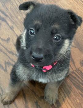 German Shepherd Dog Dogs Available for Adoption - Reba | PetCurious