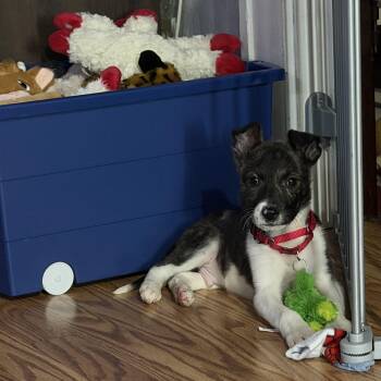 Terrier and Akita Dogs Available for Adoption - Easton | PetCurious