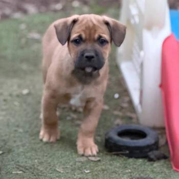 French Bulldog and Mixed Breed Dogs Available for Adoption - Dakota | PetCurious