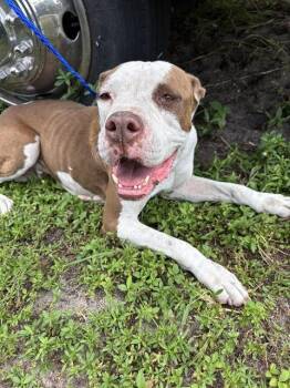 Rescue American Bulldog and Mixed Breed Dogs for Adoption in Doral, Florida - CHLOE | PetCurious