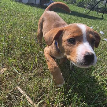 Charlie -  Mixed Breed Dog for Adoption in Sioux Falls, South Dakota - Charlie | PetCurious