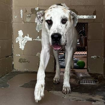 Copenhagen -  Great Dane Dog for Adoption in Jacksboro, Tennessee - Copenhagen | PetCurious