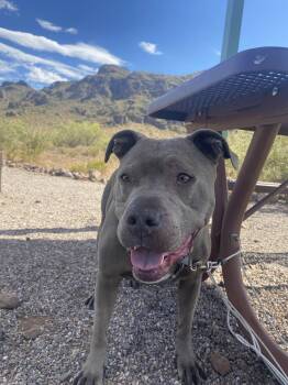 Pit Bull Terrier Dogs Available for Adoption in Chandler, Arizona - MICAH #4 | PetCurious