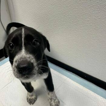 Dalmatian and Husky Dogs Available for Adoption - Goofy | PetCurious