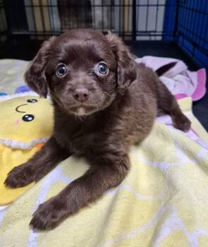Spaniel and Puggle Dogs Available for Adoption in Los Angeles, California - Peony | PetCurious