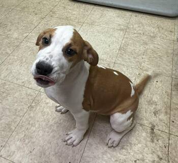 Rescue Bulldog and Pit Bull Terrier Dogs for Adoption in Bristol, Vermont - Bailey | PetCurious