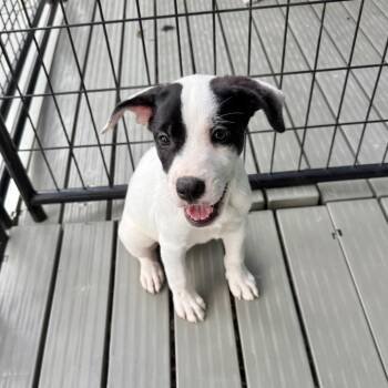 Monaco -  Mixed Breed Dog for Adoption in Bradenton, Florida - Monaco | PetCurious