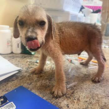 Yeller -  Mixed Breed Dog for Adoption in Corinth, Mississippi - Yeller | PetCurious