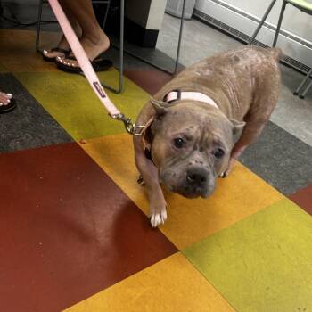 Bella Rivera -  American Bully Dog for Adoption in Philadelphia, Pennsylvania - Bella Rivera | PetCurious