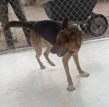 Cosmo -  German Shepherd Dog Dog for Adoption in Deming, New Mexico - Cosmo | PetCurious