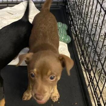 Harry 224063 -  Chihuahua Dog for Adoption in Spokane, Washington - Harry 224063 | PetCurious