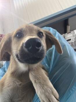 Water Sprite -  German Shepherd Dog and Mixed Breed Dog for Adoption in Fresno, California - Water Sprite | PetCurious