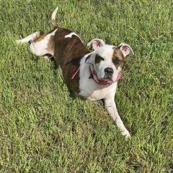 Ziva -  American Bully Dog for Adoption in Pottsboro, Texas - Ziva | PetCurious