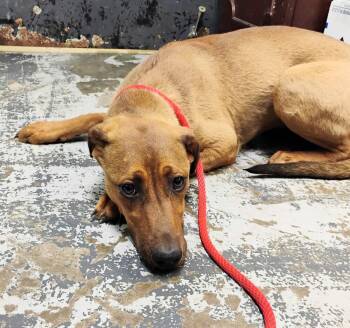 Labrador Retriever Dogs Available for Adoption in New Lexington, Ohio - Pepper #97 | PetCurious